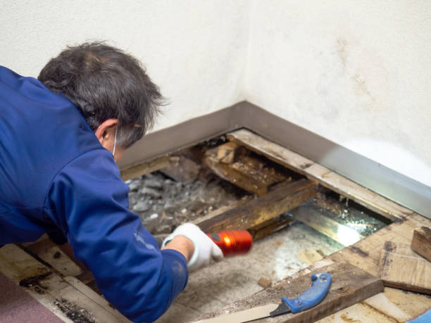 Best Mold Testing  in Port Neches, TX