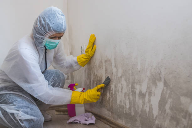 Best Professional Mold Removal  in Port Neches, TX