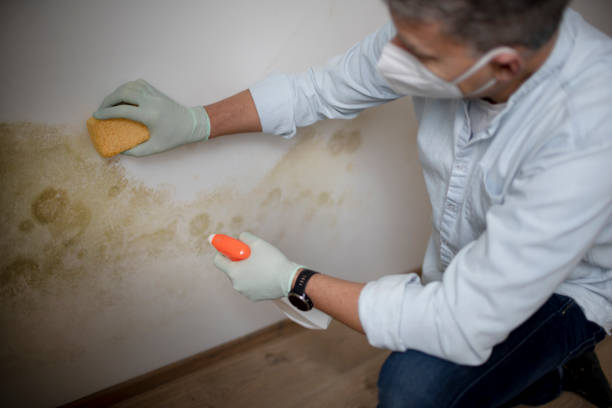 Best Fast Mold Removal  in Port Neches, TX
