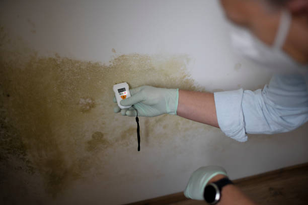 Mold Testing and Removal in Port Neches, TX