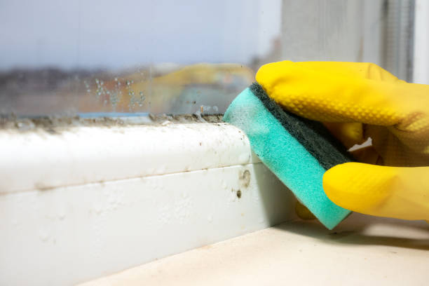 Best Certified Mold Removal  in Port Neches, TX