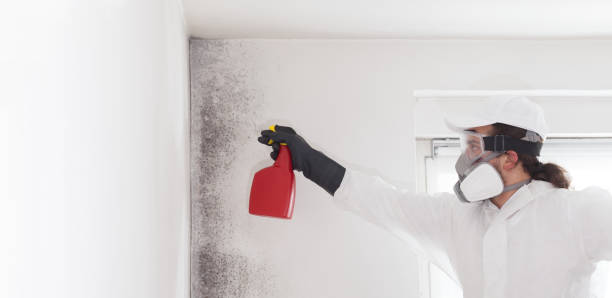Best Black Mold Removal  in Port Neches, TX