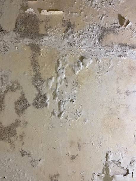 Best Affordable Mold Removal  in Port Neches, TX