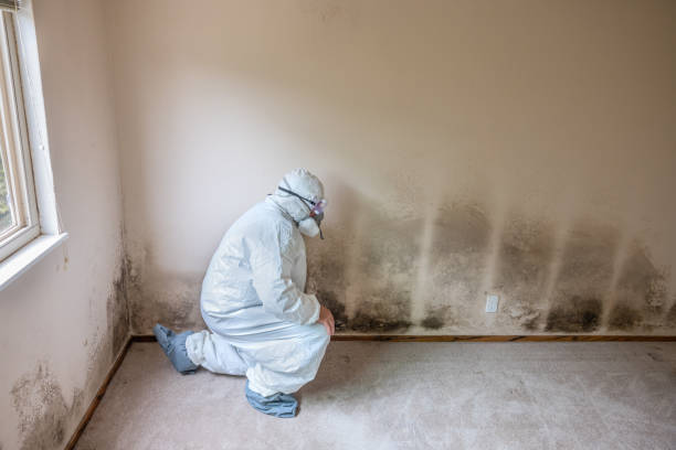 Best Crawl Space Mold Removal  in Port Neches, TX