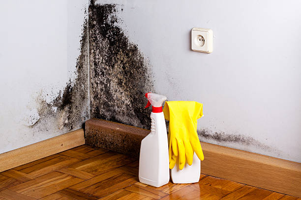 Best Certified Mold Removal  in Port Neches, TX