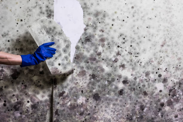 Best Local Mold Removal Service  in Port Neches, TX