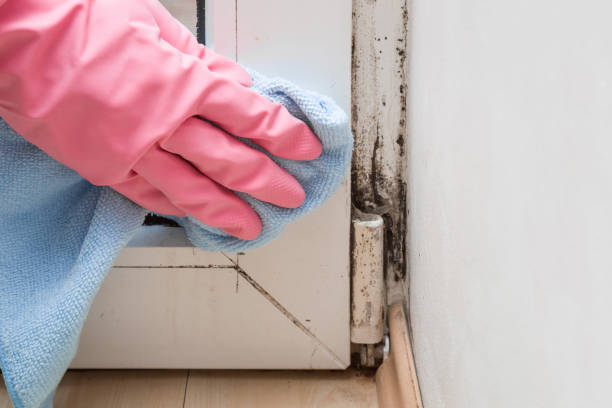 Best Mold Removal and Inspection  in Port Neches, TX