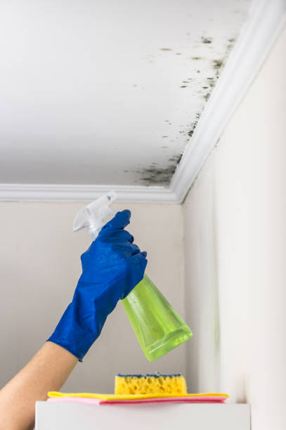 Best Mold Damage Repair  in Port Neches, TX
