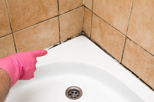 Best Emergency Mold Removal  in Port Neches, TX